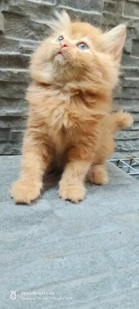 Kucing Persia flatnose peaknose bulu lebat super gimbul gendut unyu