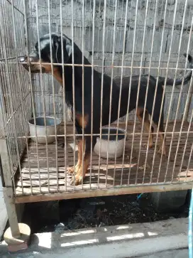 Anjing rodweler betina