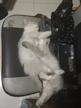 Kucing persia bulu lebat