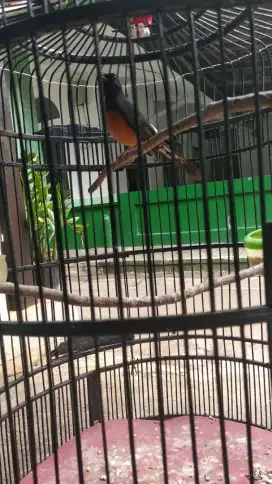 Jual Murah 1 Burung murai aja Gak Pake Kandangnya Gacor Bsa utk Pncngn