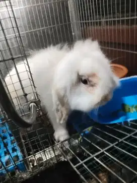 Kelinci anggora & fujilop full set dijual cepat