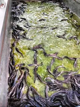 Indukan lele eks Balai Benih Indonesia ukuran campur  dijual smua