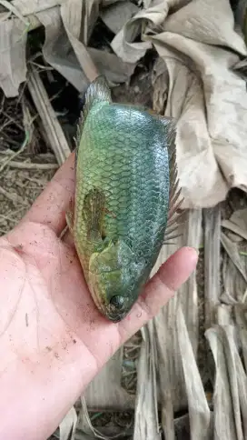 Ikan betok atau papuyu