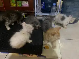 Kucing persia mix ragdoll