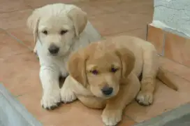DIJUAL ANAK ANJING LABRADOR RETRIEVER