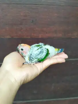 Lolohan Sun Conure