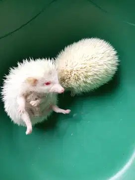 Landak Mini Albino Imut Mata Merah