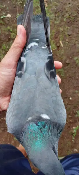 Merpati Jawa Langka