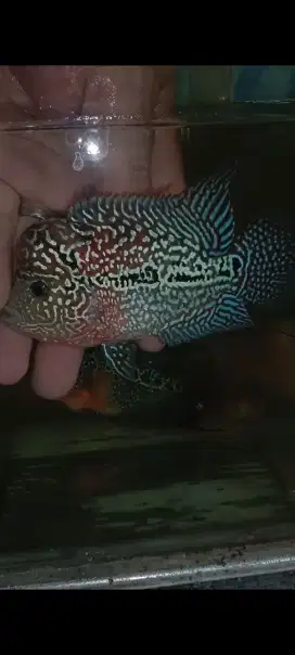 Ikan hias louhan cencu