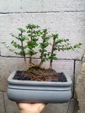 Bonsai Sancang Raff Panorama Hutan