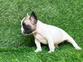 French bulldog puppy