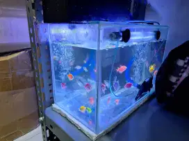 Aquarium & ikan