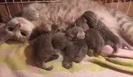 Induk munchkin bawa 5 anak