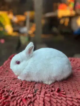 JUAL KELINCI NETHERLAND DWARF
