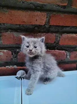 Persimed betina kitten