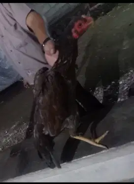 Di jual biang phama 1 kali peosuksi