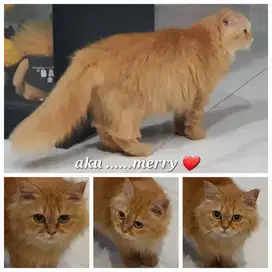 Dijual kucing persia