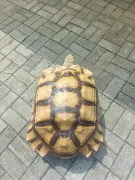 Sulcata Size Jumbo