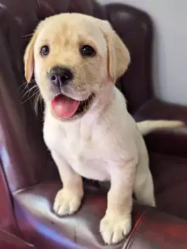 JUAL PUPY ANJING LABRADOR RETRIEVER