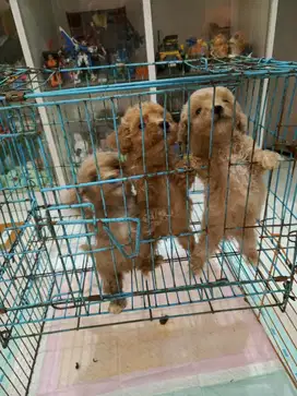 Anak anjing poodle tiny lucu anjing mini