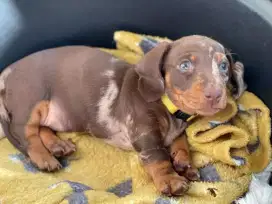 JUAL ANJING TEKEL DACHSHUND