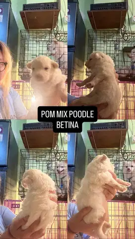 Puppies Pom mix poodle KOSONGAN