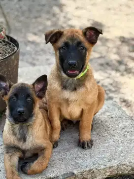 JUAL ANJING BELGIAN MALINOIS