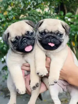 JUAL ANJING PUG