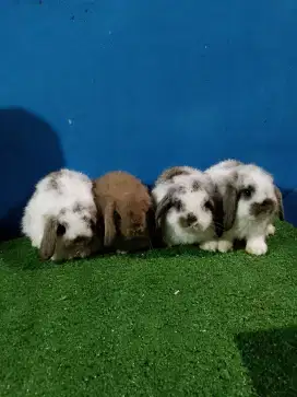 Kelinci Holland lop