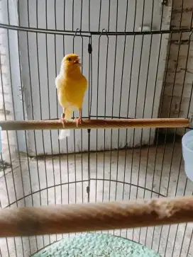 Burung kenari kuning polos gacor
