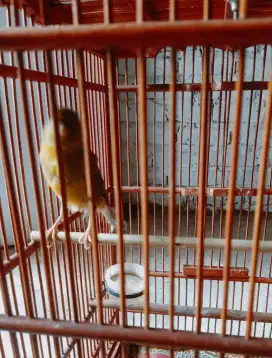 Burung Kenari Gacor Selesai Ganti Bulu