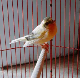Burung kenari gacor dor baru selesai ngurak