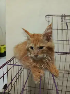 Kucing mainecoon jantan