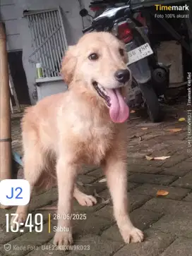 Golden ( bogor)