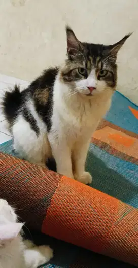 Mainecoon jantan