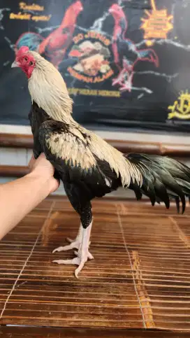 Ayam bangkok pamangon x koy super jalu super pkul win 1x singkat