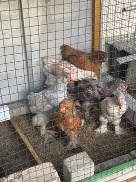 Ayam Brahma murni abu / grey mix rare ( remaja dewasa )