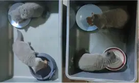 Lepas Adopt Borongan 4 ekor Kitten BSH. Sdh Mandiri & Pintar