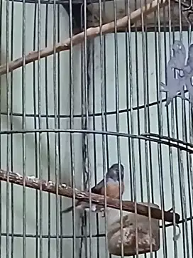 Jual burung redsiskin trotol