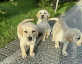 DIJUAL ANAK ANJING LABRADOR RETRIEVER