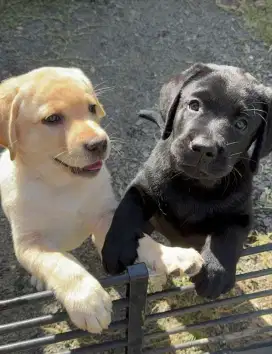 DIJUAL ANAK ANJIING LABRADOR RETRIEVER