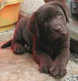 DIJUAL ANAK ANJING LABRADOR RETRIEVER