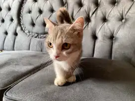 Kucing BSH Munchkin British Short Hair Munchkin  Cebol Betina