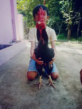Ayam pakhoy shamo aseel pamagon drumband udah win pukul ko jos murah