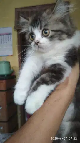 Kitten Persia Bicolor Putih Tabby Jantan
