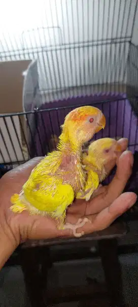 Lovebird lutino mm jinak non klep skil