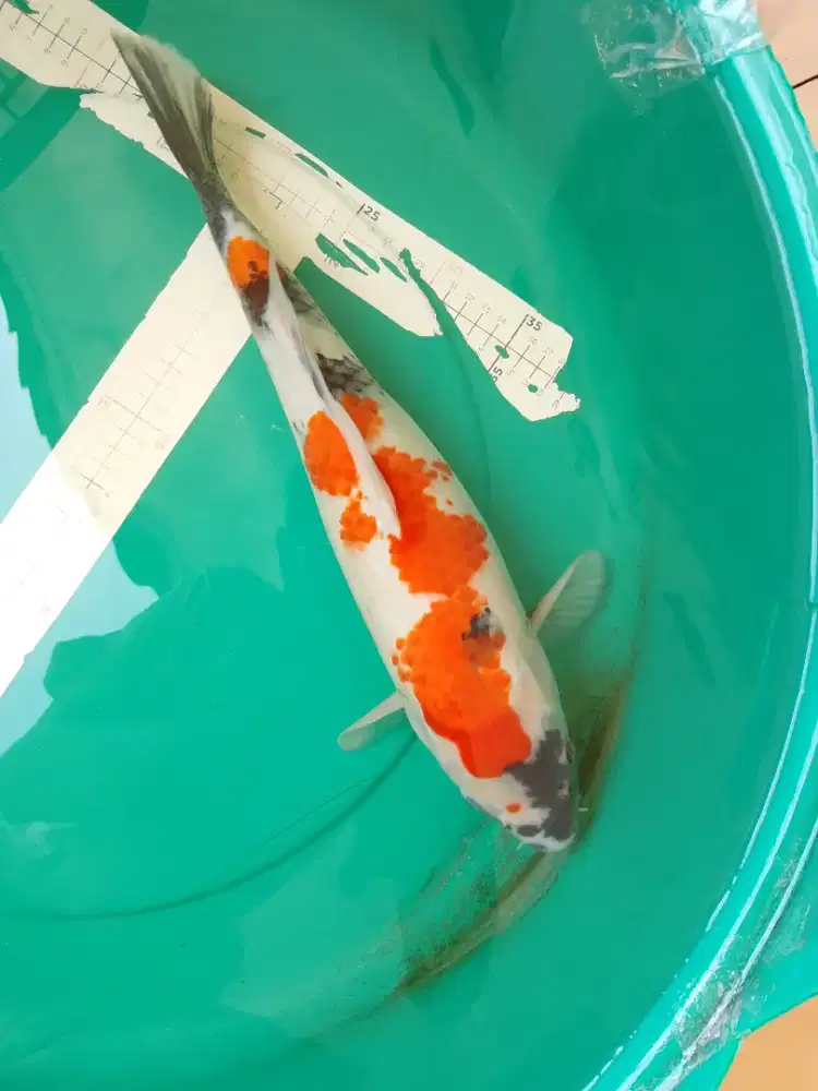 Ikan koi jenis Showa 42cm