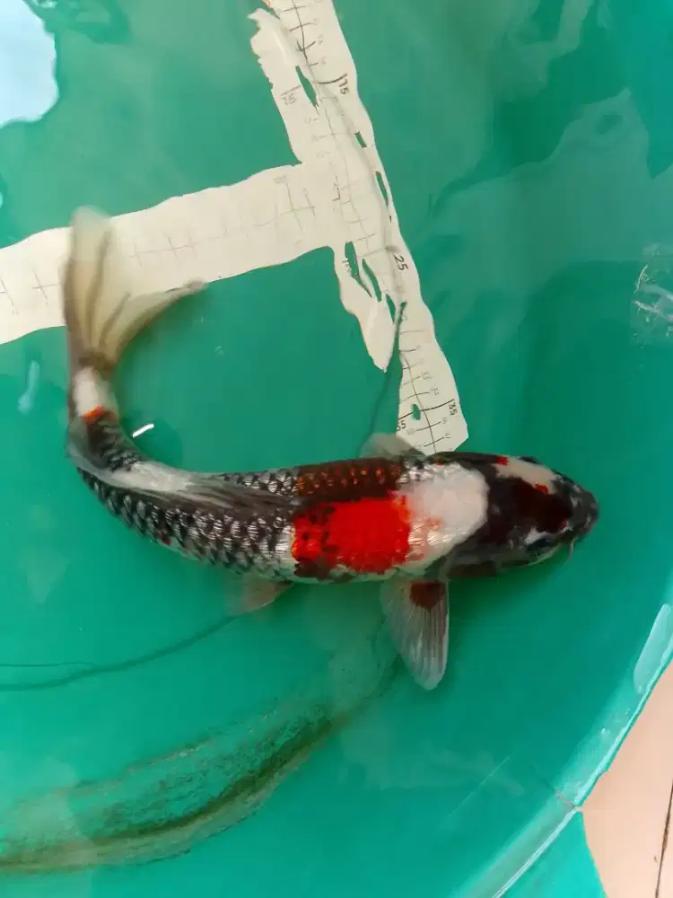Ikan koi jenis Showa Ginrin 31cm