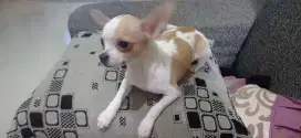 Anjing Chihuahua Jantan