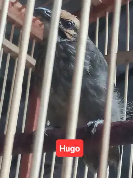 Anak Tunggal Cucak Rowo